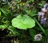 Feuille © ET