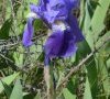 inflorescence
