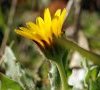 bractées