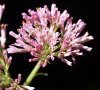 inflorescence en boutons