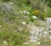 (anciennement subsp leiocarpa)