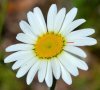 calice à fleurs radiées détail