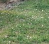 plantes entières en fleur