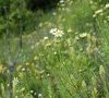Fleurs © ET