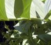 fruits