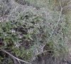 feuillage et fleurs