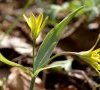 inflorescence DB