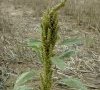 inflorescence