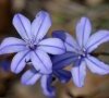 11.fleurs