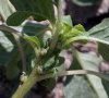 inflorescence