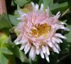 fleur