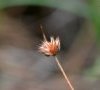 inflorescence en fruit