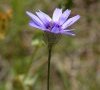 fleur et bractées caulinaires