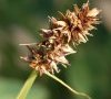 inflorescence