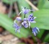 inflorescence