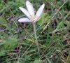 fleur