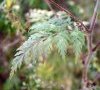 feuille caulinaire
