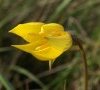 fleur DB