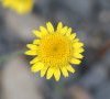 capitule à fleurs radiées