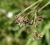 inflorescence