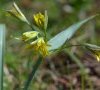 inflorescence