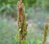 inflorescence
