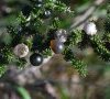 20.fruits dont certains parasités