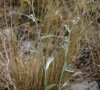 inflorescence