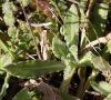 rosette