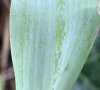 feuille détail