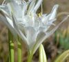 fleur