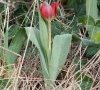 plante entière
