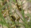inflorescence