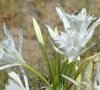 10.inflorescence