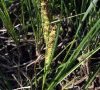 inflorescence