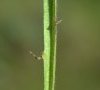 feuille caulinaire détail