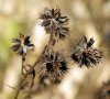23 inflorescence en fruit