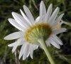bractées du calice