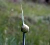 spathe
