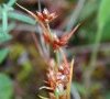 inflorescence