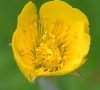 Fleur
