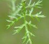 feuille caulinaire