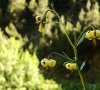 Inflorescence © ET