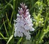 inflorescence