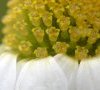 fleurs tubulaires et radiées