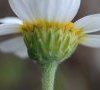 bractées du calice