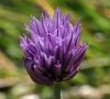 inflorescence