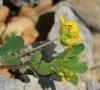 (anciennement subsp leiocarpa)