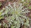 rosette