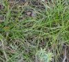 Carex-halleriana et Carex-oedipostyla comparaison